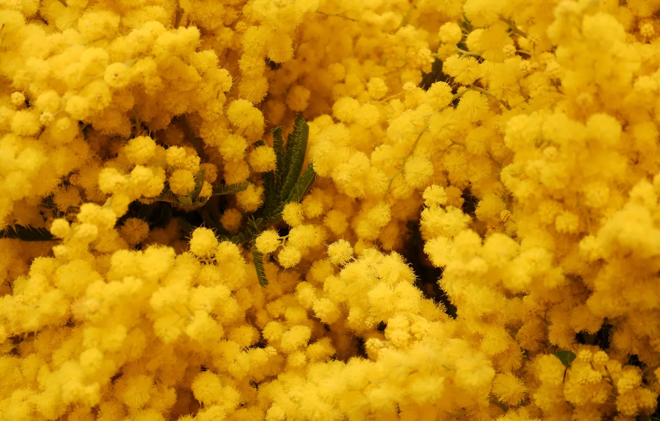 Photo wallpaper flowers, yellow, bouquet, spring, flowering, a lot, Mimosa