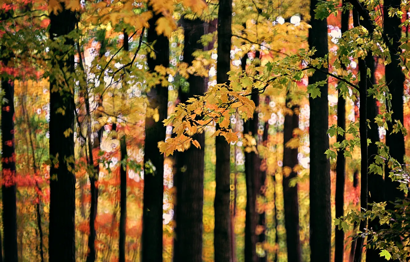 Photo wallpaper autumn, forest, leaves, trees