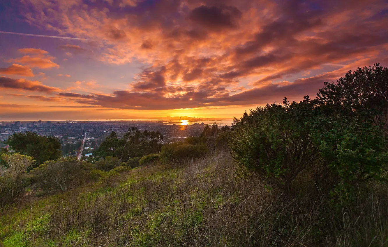 Photo wallpaper field, forest, the sky, grass, the sun, clouds, sunset, branches