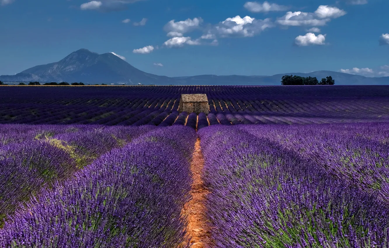 Photo wallpaper field, summer, clouds, landscape, flowers, mountains, nature, blue