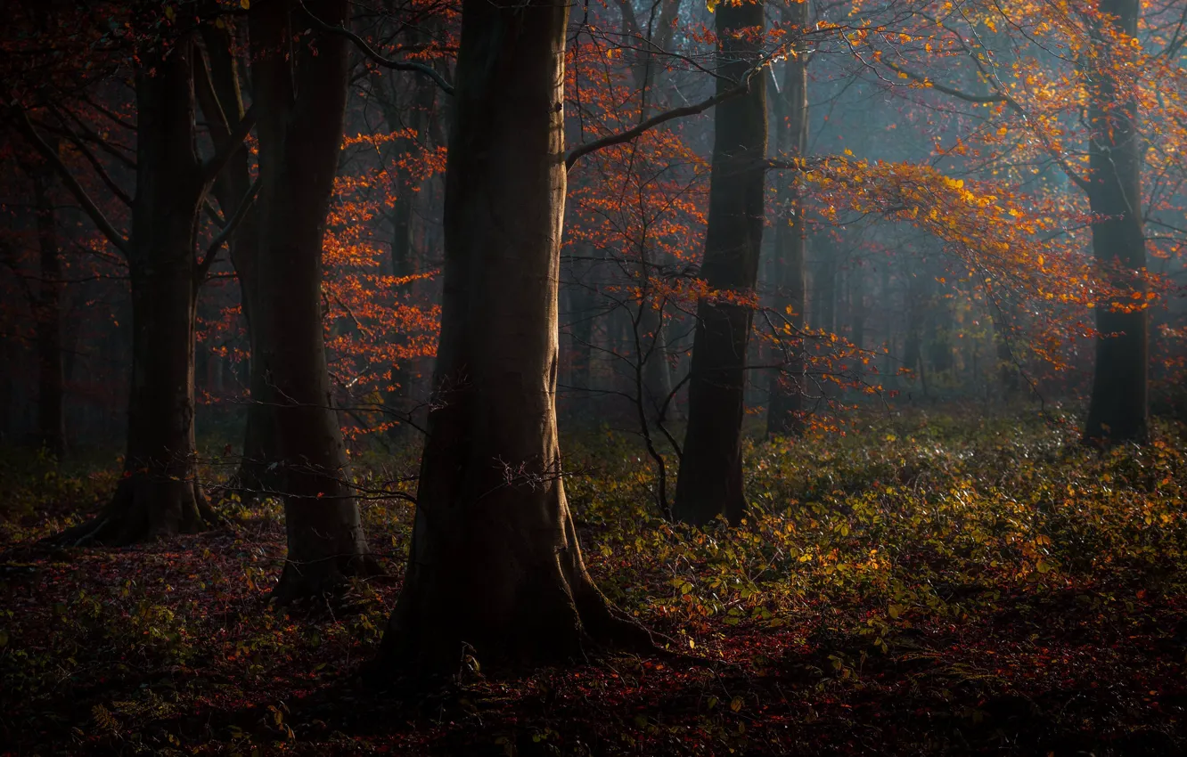 Photo wallpaper autumn, forest, trees, nature, England, England, Edd Allen