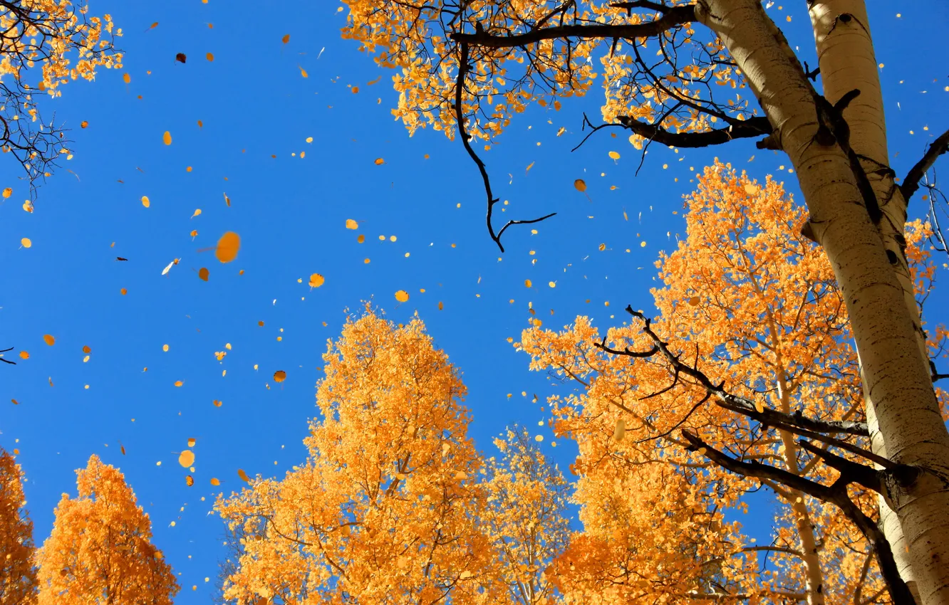 Photo wallpaper autumn, the sky, nature, foliage