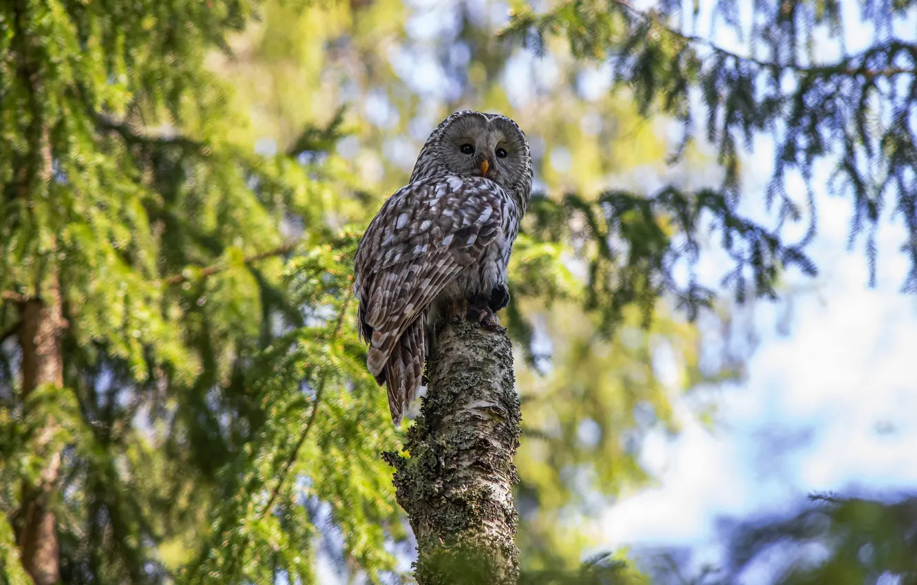 Photo wallpaper owl, needles, bird, forest, bitches, branches, owl