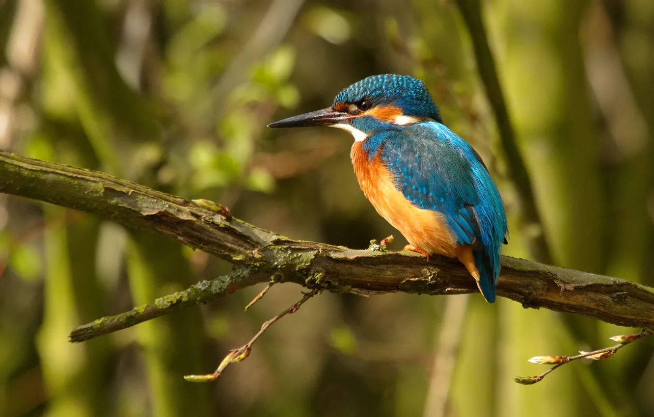 Photo wallpaper branches, bird, bokeh, Kingfisher