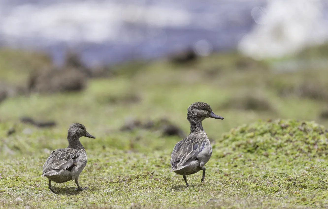 Photo wallpaper nature, bird, duck, pair