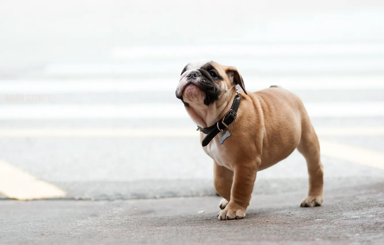 Photo wallpaper dog, puppy, walk