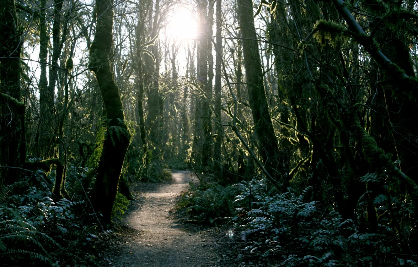 Photo wallpaper forest, trees, tropics, trail