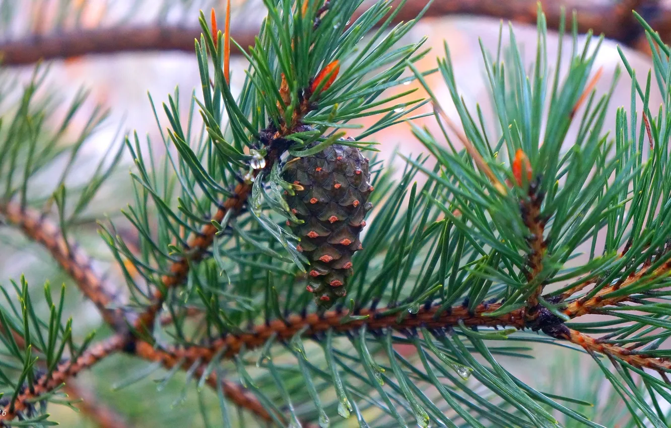 Photo wallpaper tree, pine, twig