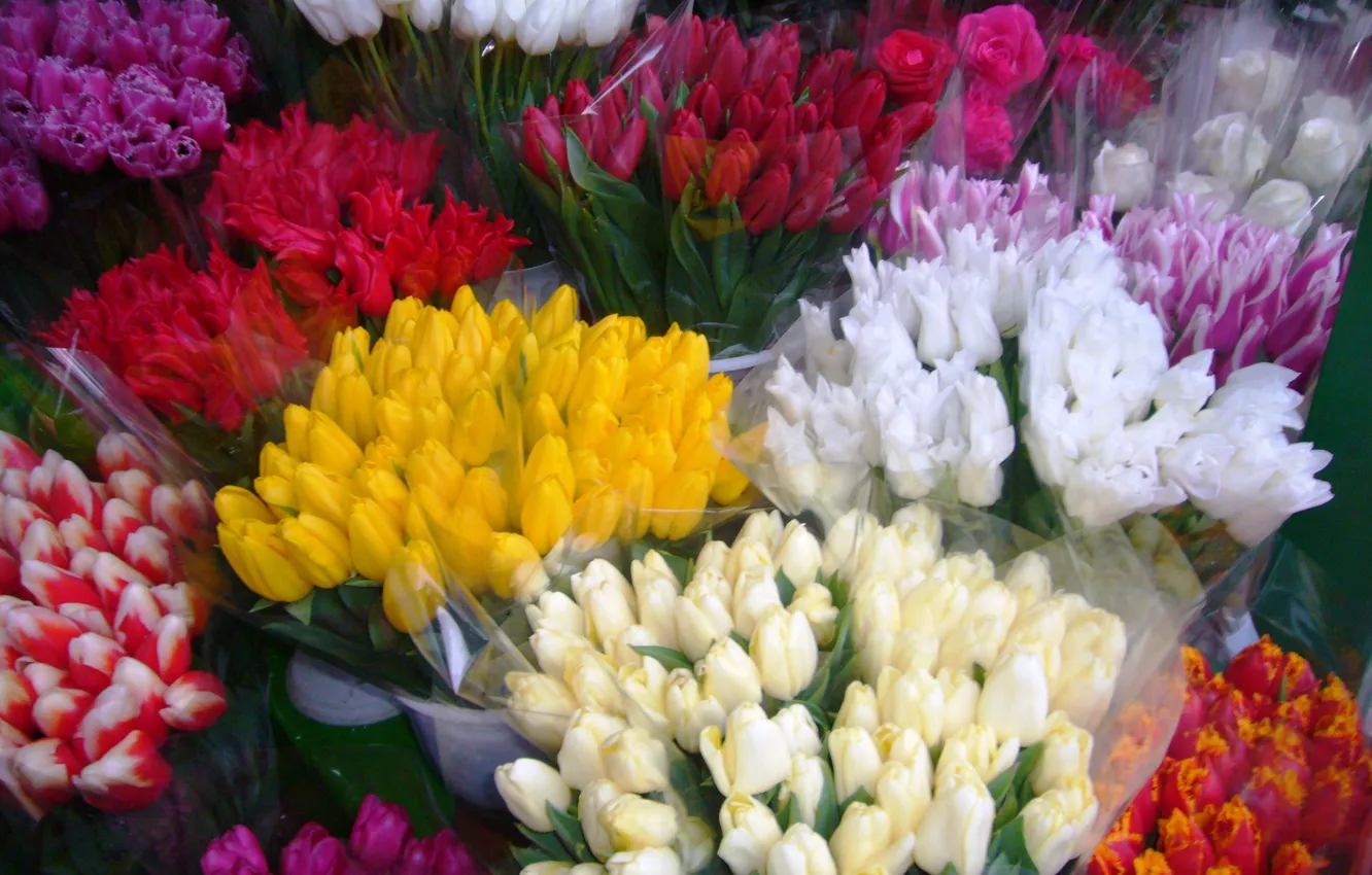 Photo wallpaper spring, tulips, March