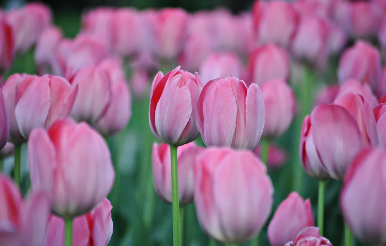 Photo wallpaper flowers, plant, spring, tulips