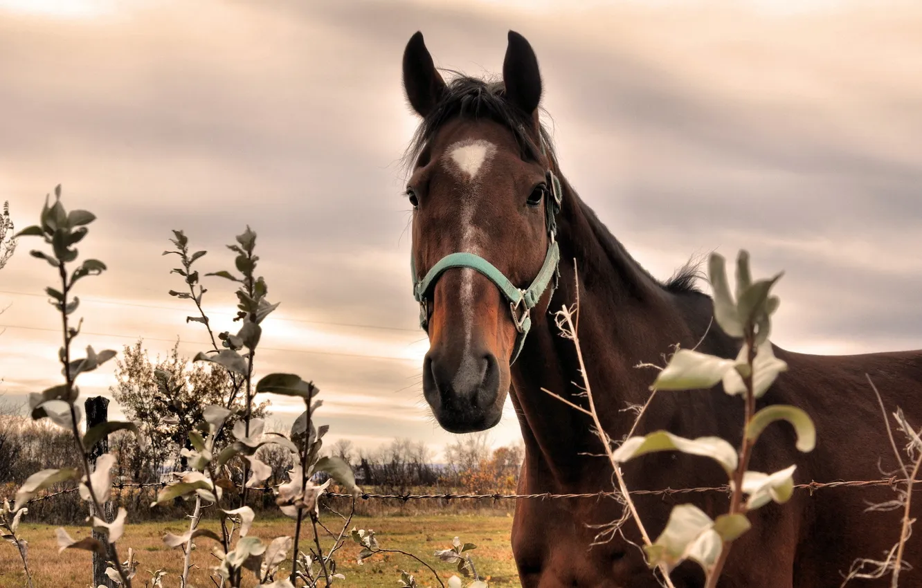 Photo wallpaper nature, background, horse