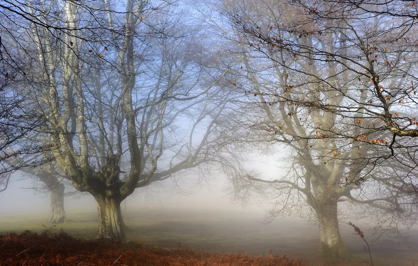 Photo wallpaper trees, fog, Park