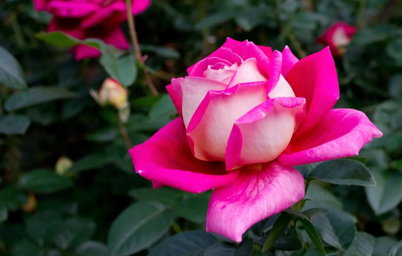 Photo wallpaper macro, roses, buds