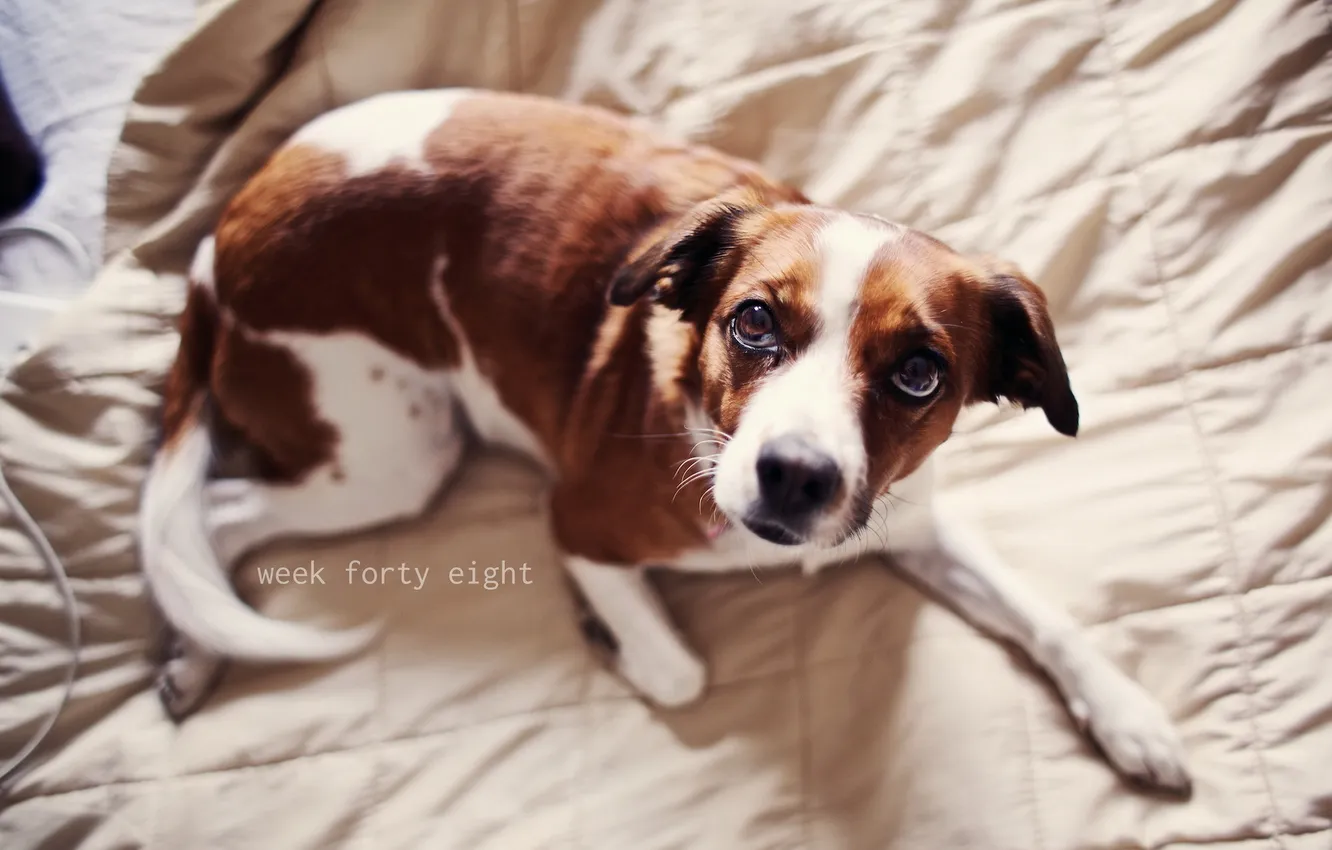 Photo wallpaper comfort, home, dog