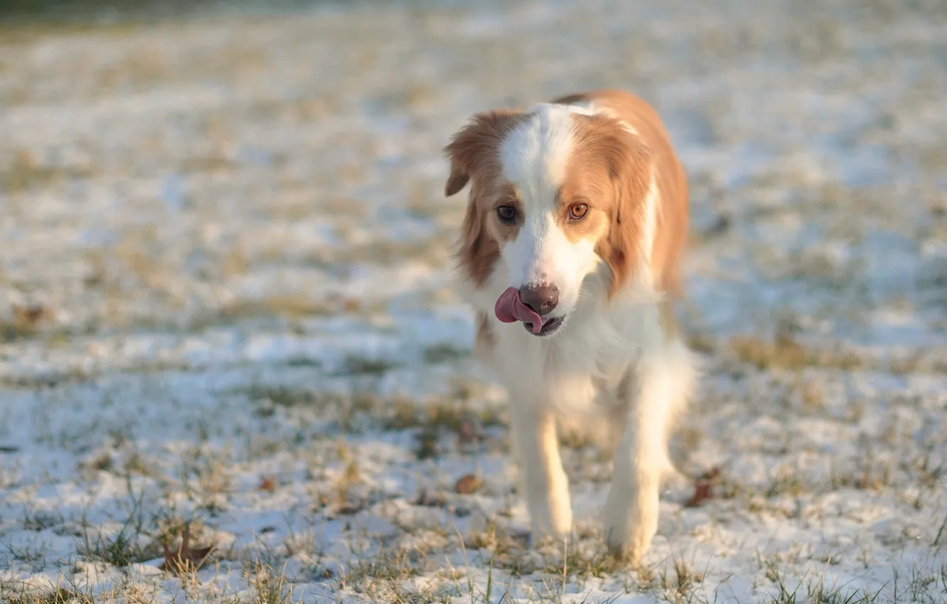 Photo wallpaper winter, field, each, dog