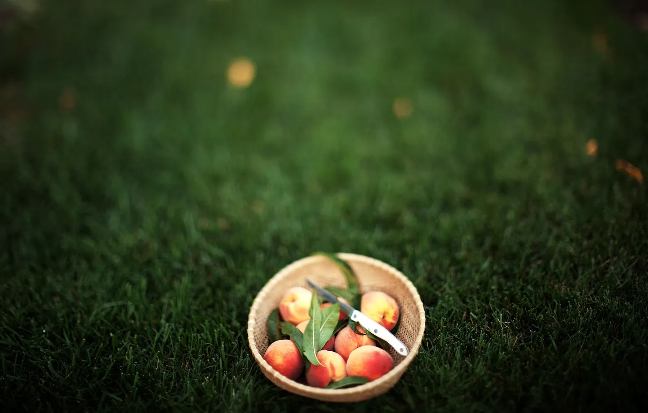 Photo wallpaper greens, grass, leaves, background, Wallpaper, blur, knife, bowl