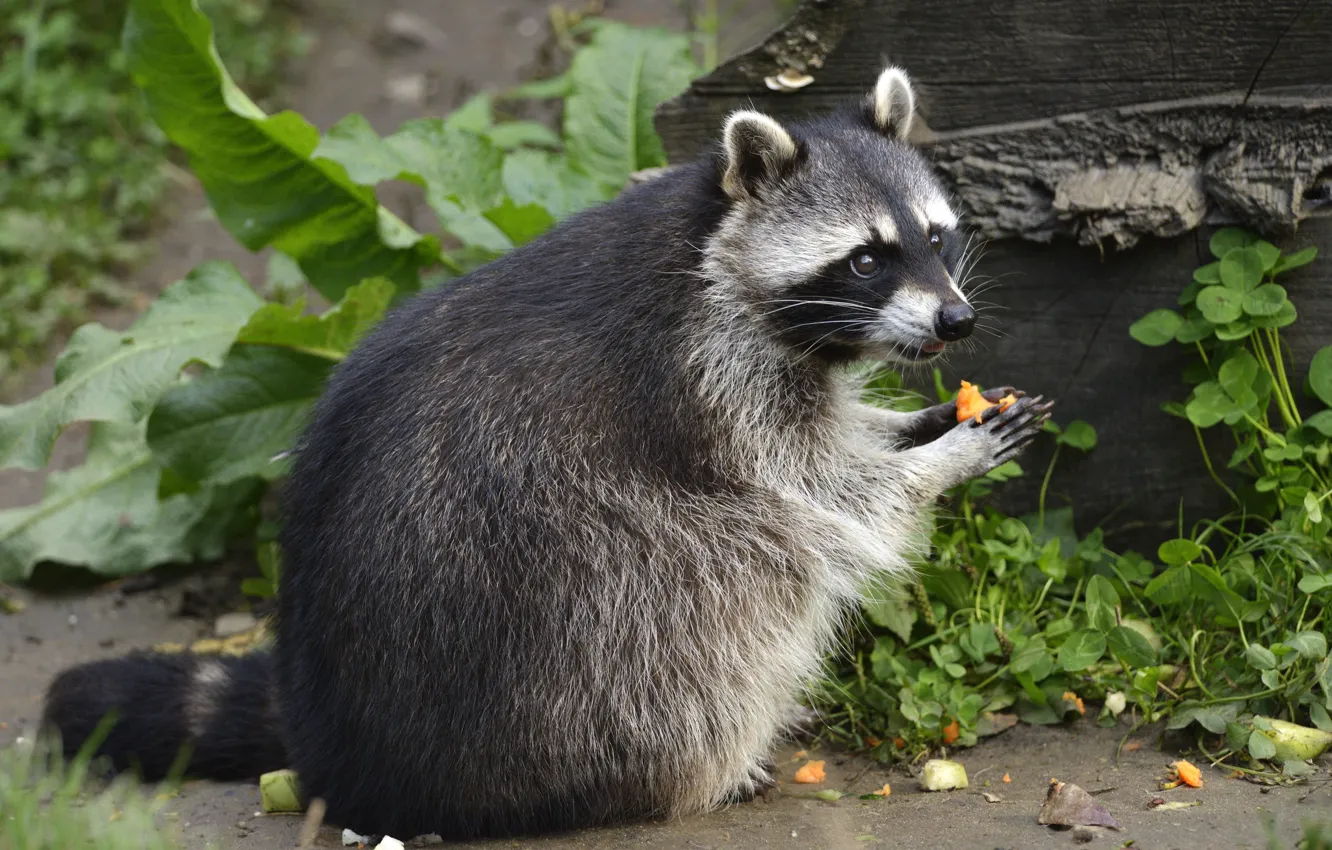 Photo wallpaper grass, look, raccoon, eating