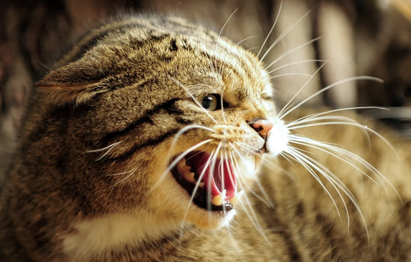 Photo wallpaper face, anger, rage, mouth, fangs, grin, wild cat, the European forest cat