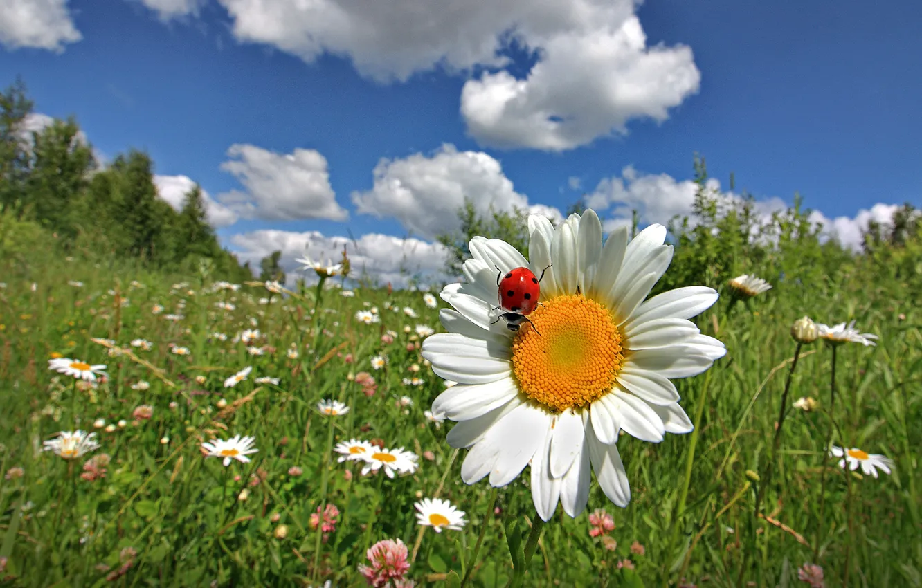 Photo wallpaper summer, the sky, grass, clouds, macro, flowers, ladybug, chamomile