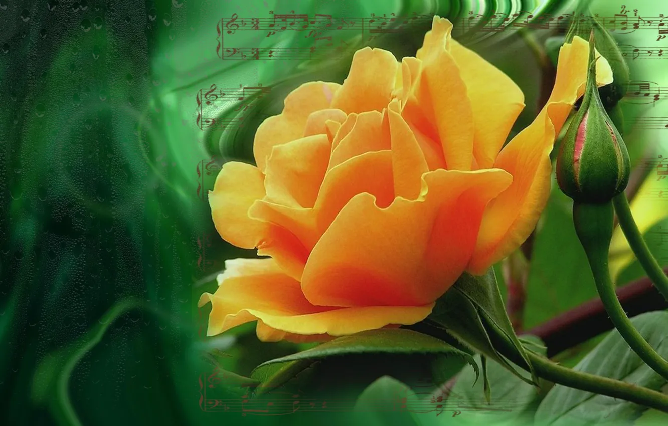 Photo wallpaper flower, summer, nature, mood, rose, roses, beauty, rose