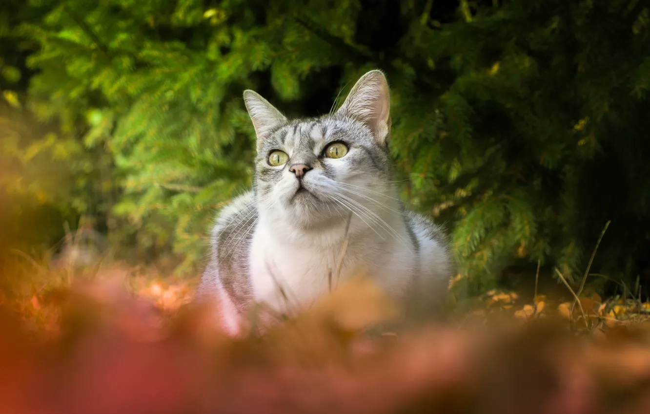 Photo wallpaper autumn, forest, cat, cat, look, nature, grey, spruce