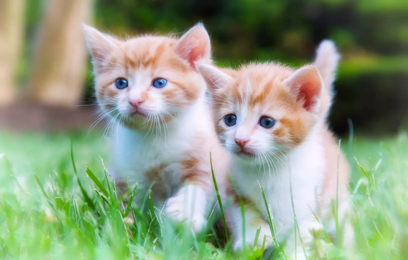 Photo wallpaper baby, walk, kitty, a couple, twins