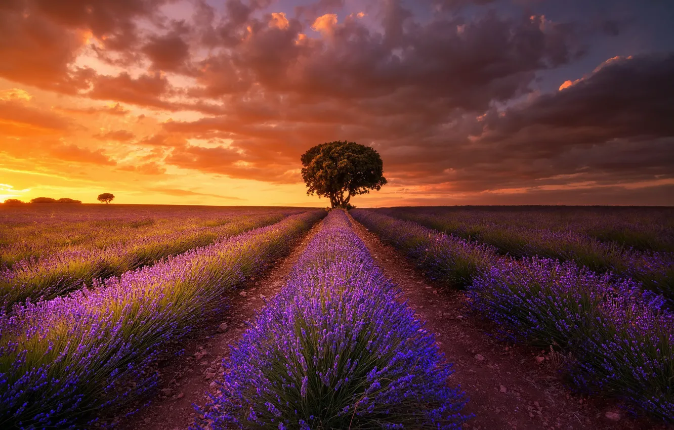 Photo wallpaper field, the sky, sunset, lavender