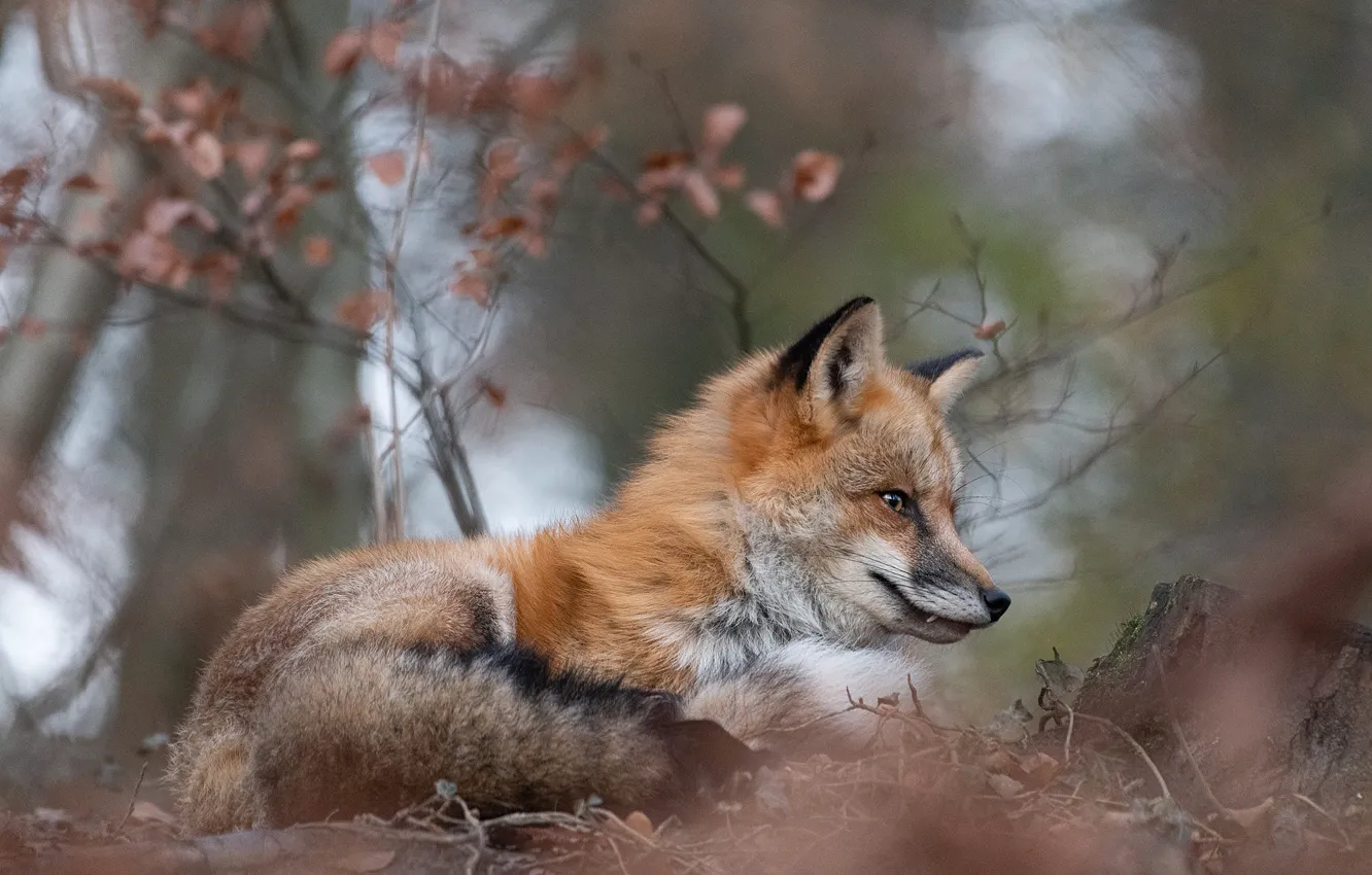 Photo wallpaper autumn, branches, nature, foliage, stump, blur, Fox, lies