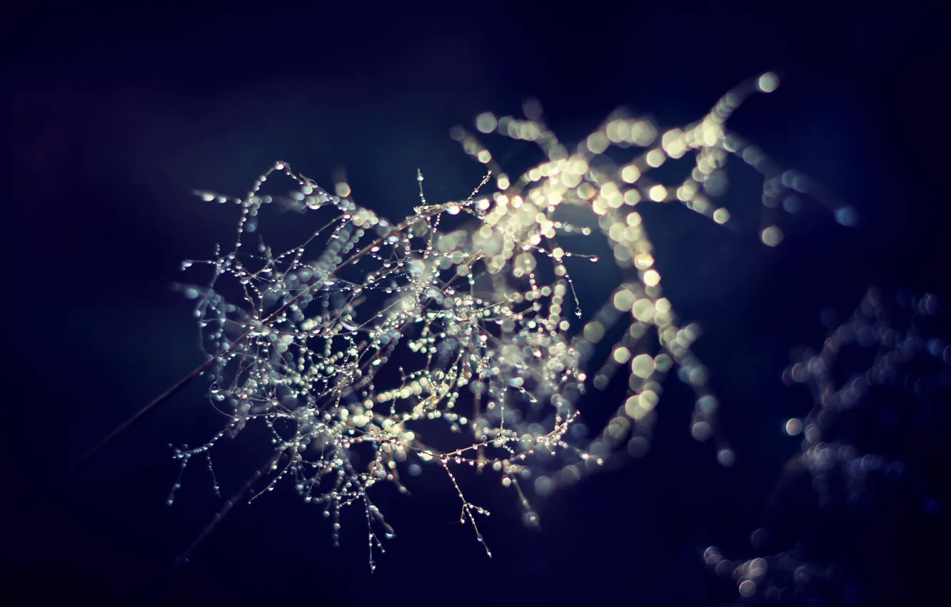 Photo wallpaper drops, macro, branches, morning, surrealism