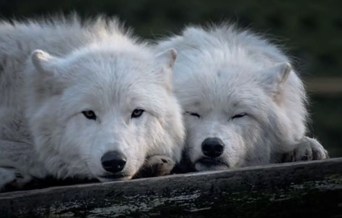 Photo wallpaper Predator, nature, animal, wolf, wildlife, portrait, portrait., Canis lupus. face