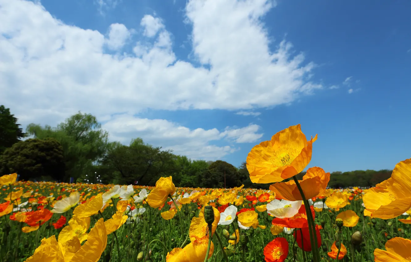 Photo wallpaper field, the sky, clouds, trees, flowers, Maki, meadow