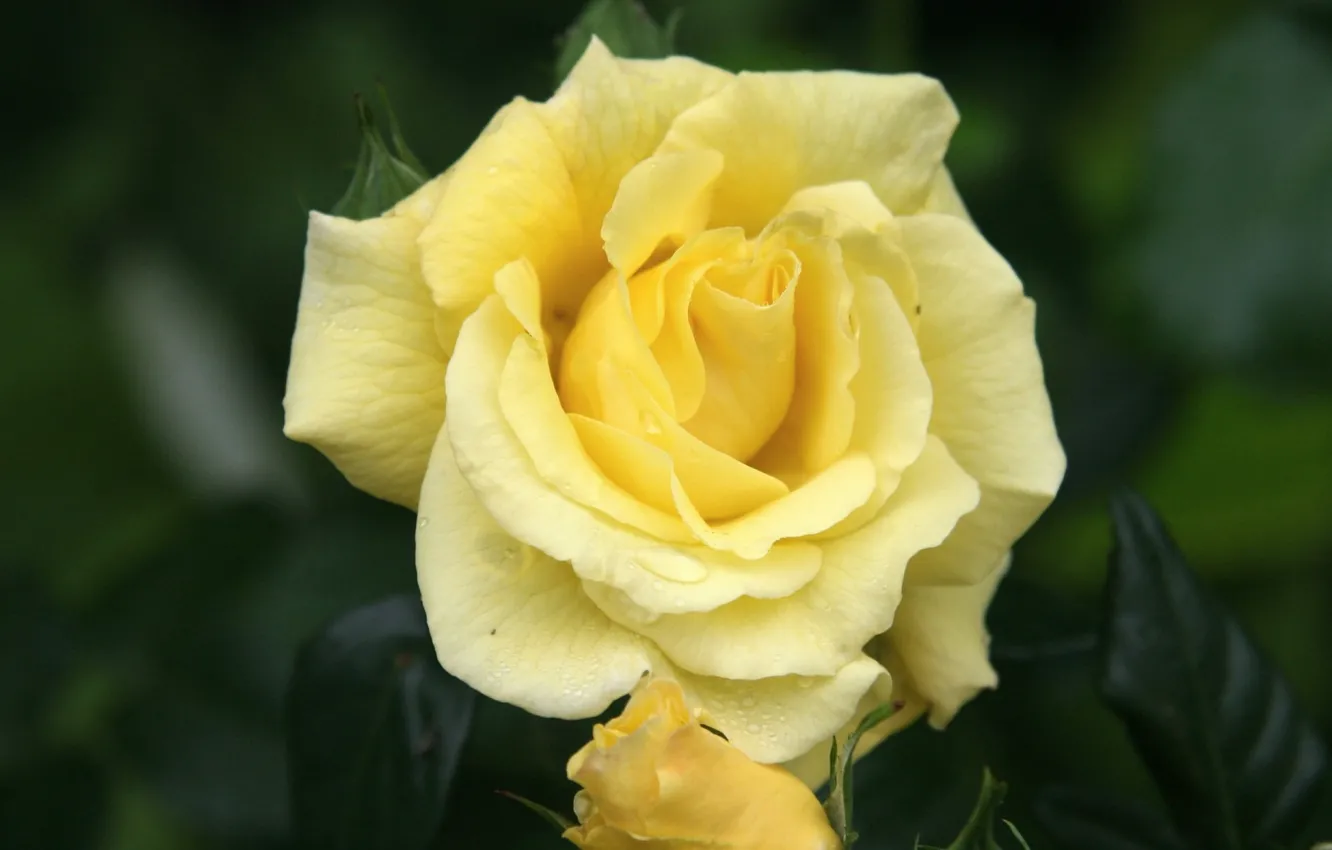 Photo wallpaper rose, petals, yellow rose