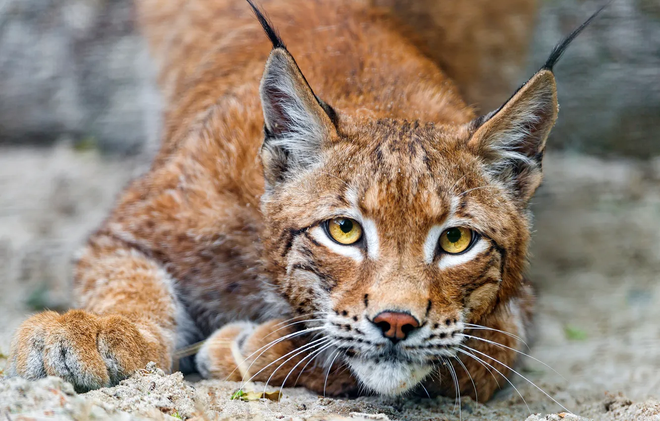 Photo wallpaper cat, eyes, look, predator, yellow, lynx