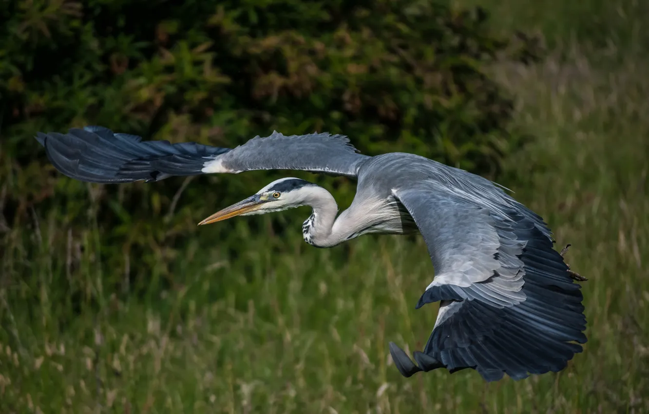 Photo wallpaper flight, bird, wings, beak, grey Heron