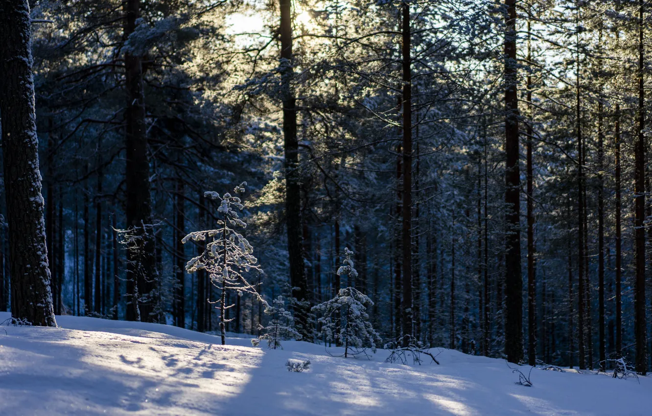 Photo wallpaper forest, the sun, snow, sleep, frost.