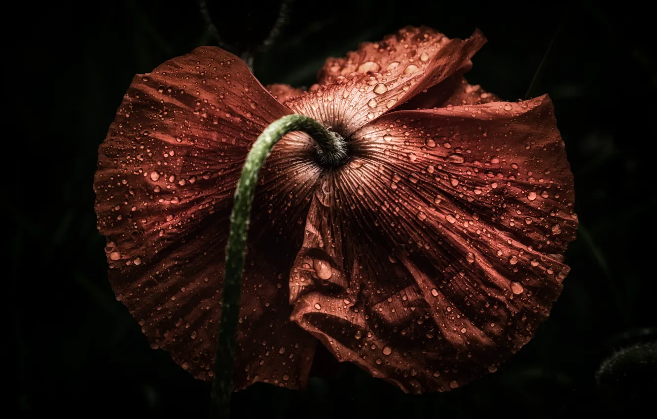Photo wallpaper flower, background, Mac
