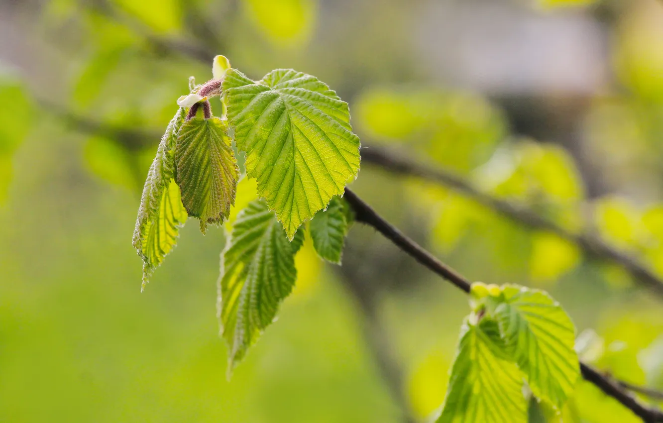 Photo wallpaper tree, spring, leaf, twig