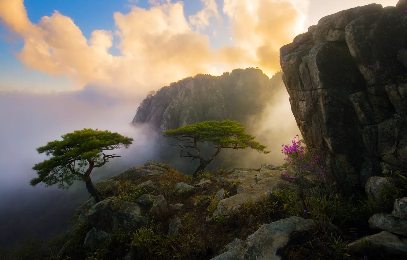 Photo wallpaper the sky, clouds, trees, flowers, mountains, rocks, morning