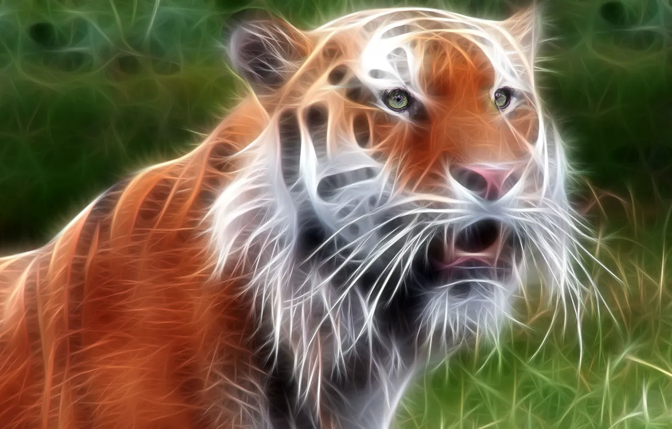 Photo wallpaper tiger, treatment, beast