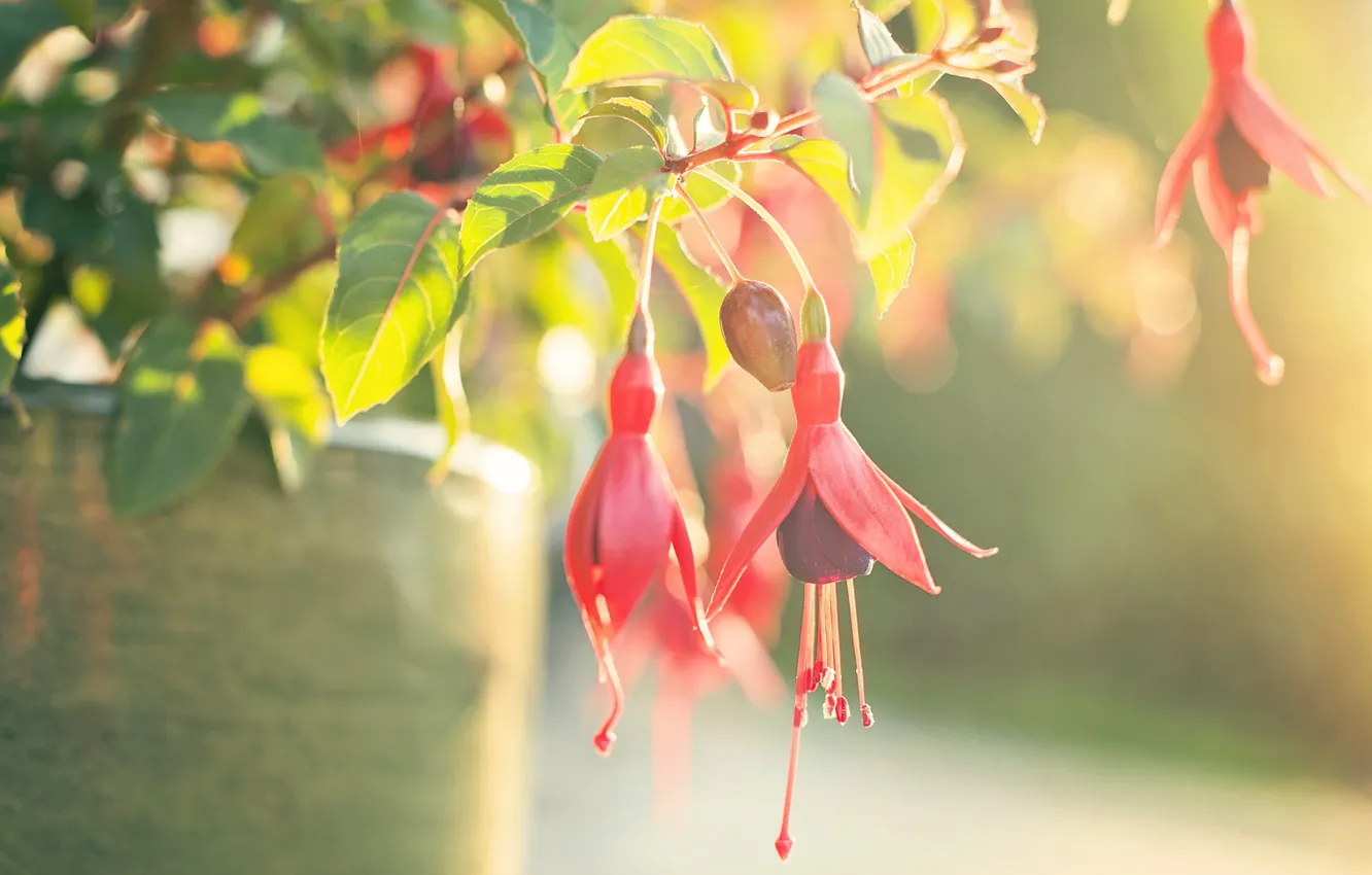 Photo wallpaper macro, flowers, background