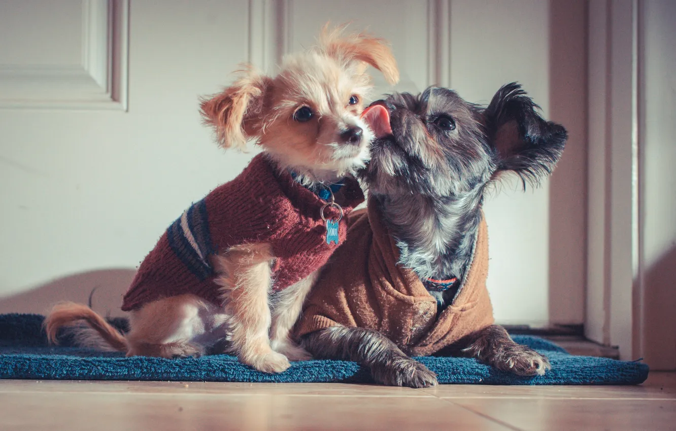 Photo wallpaper background, each, dog