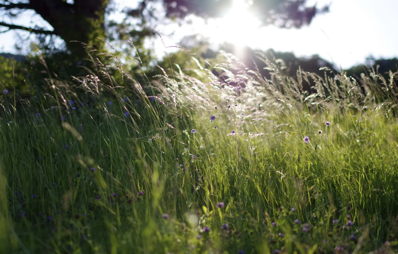 Photo wallpaper grass, light, nature
