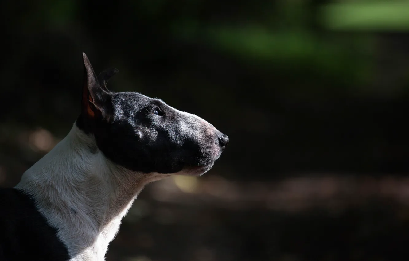 Photo wallpaper dog, profile, Bull Terrier