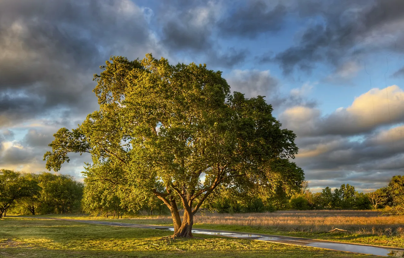 Photo wallpaper field, clouds, trees