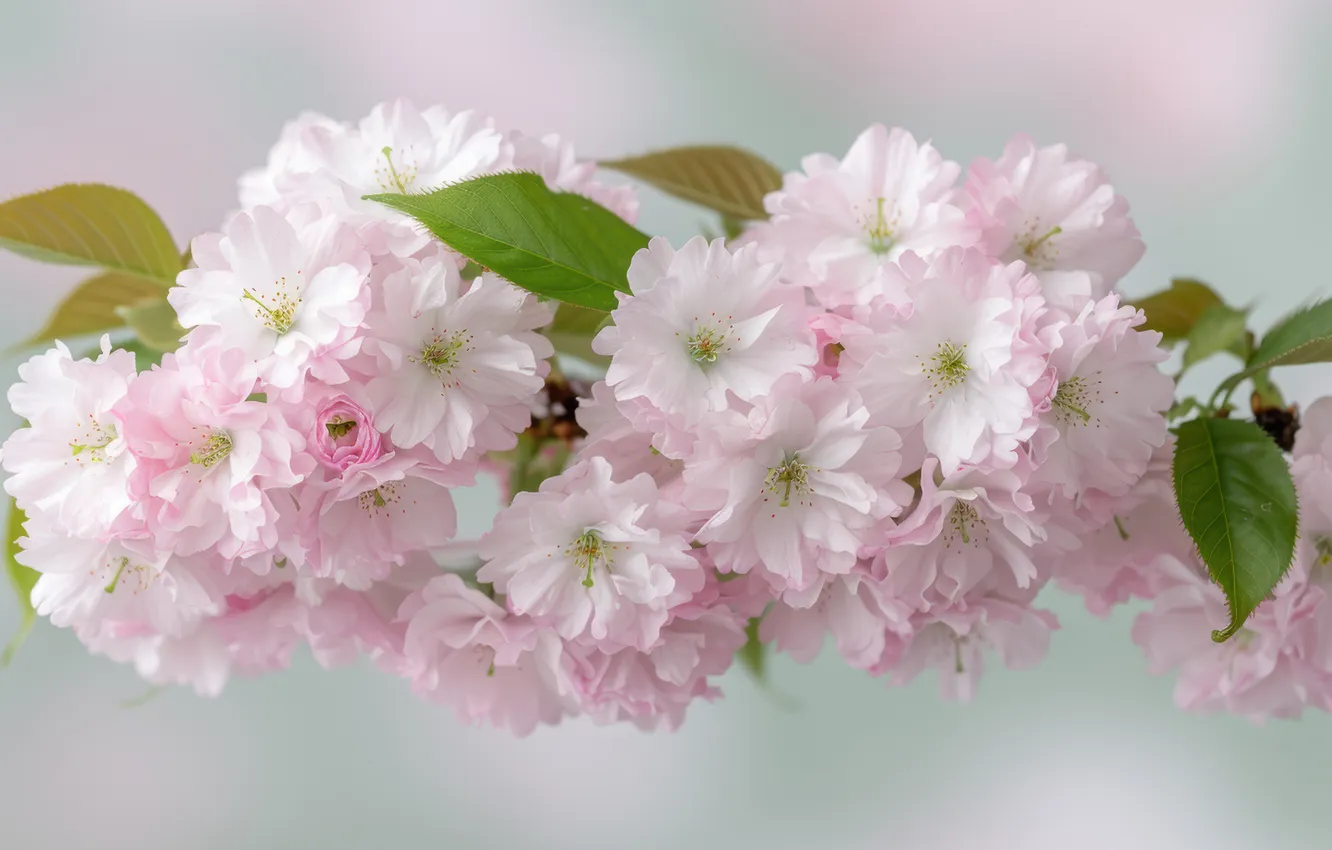 Photo wallpaper leaves, flowers, branches, spring, Sakura, gentle, pink, light background
