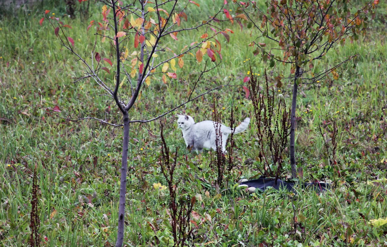 Photo wallpaper autumn, cat, nature, beauty, girl, kitty