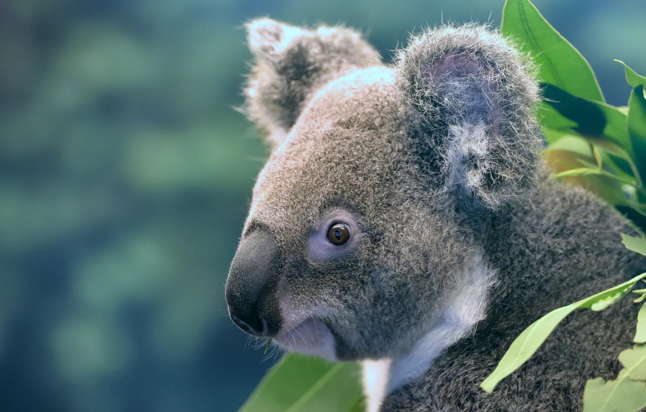 Photo wallpaper look, leaves, background, portrait, face, Koala