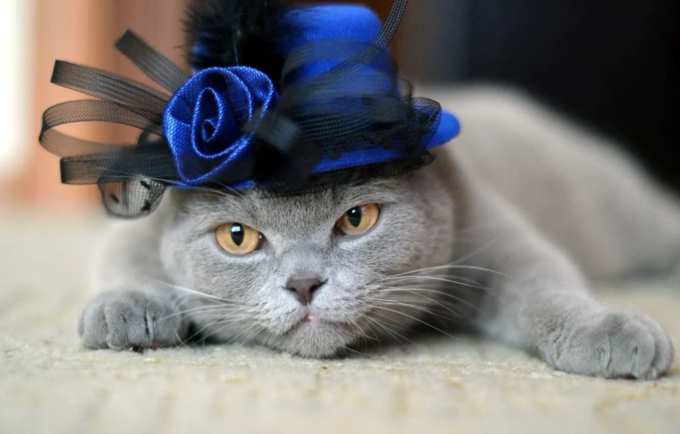 Photo wallpaper cat, cat, rose, hat