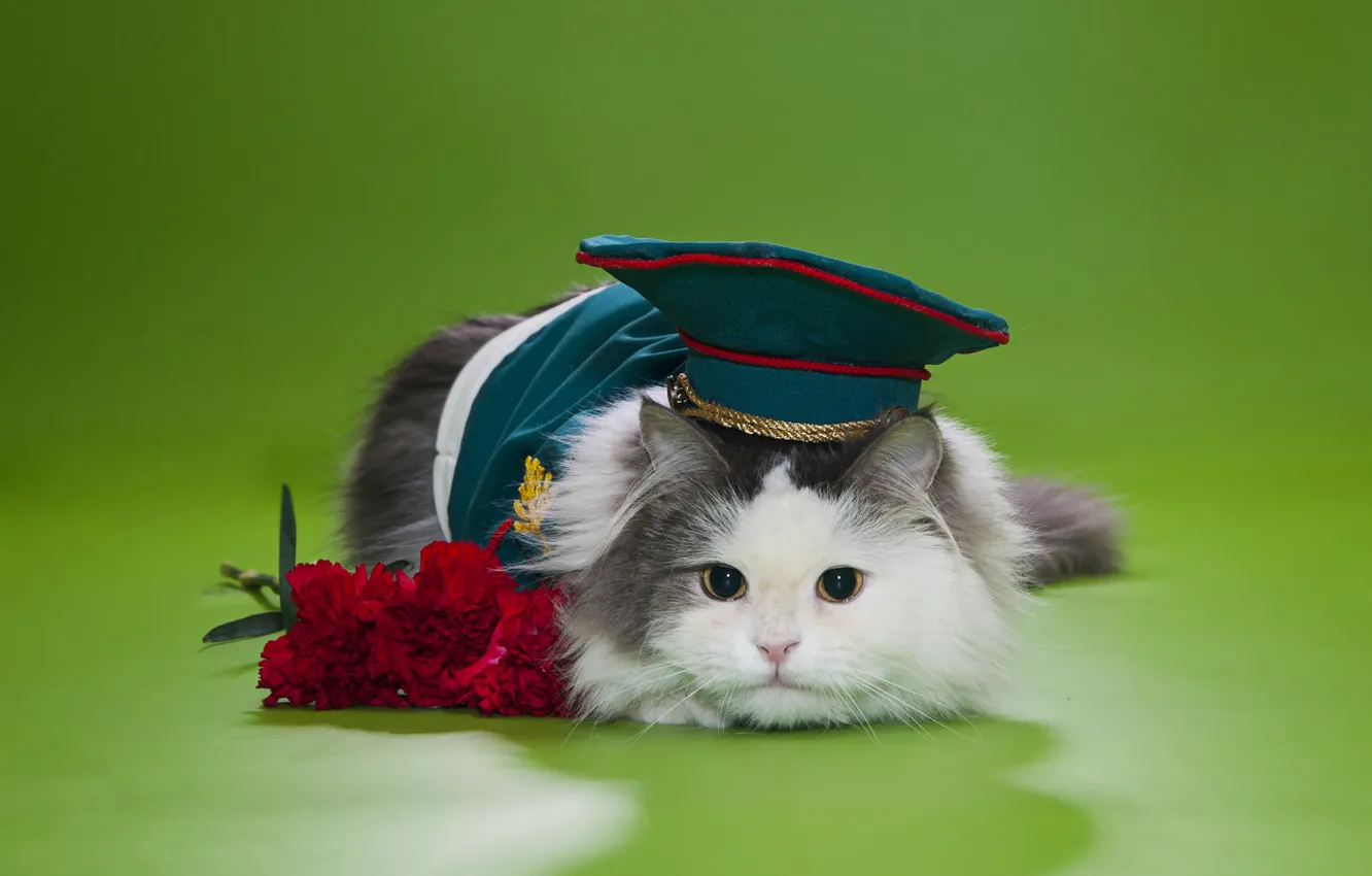 Photo wallpaper cat, flowers, fluffy, cap, clove