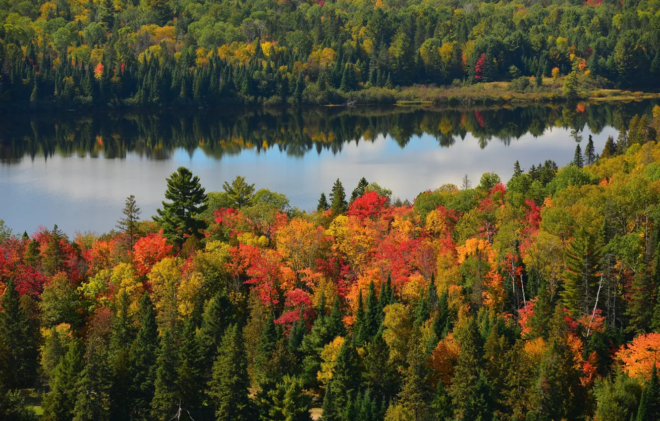 Photo wallpaper autumn, forest, trees, river